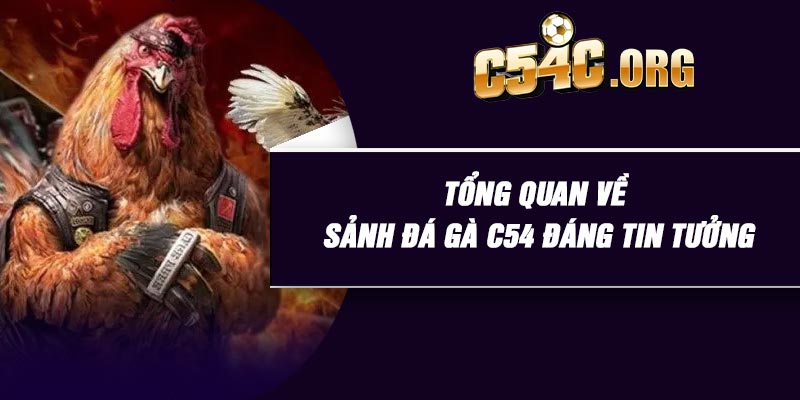 Tổng quan về sảnh đá gà C54 đáng tin tưởng